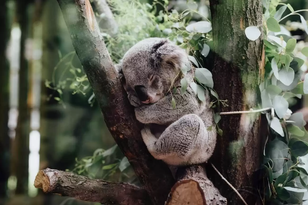 Koalas are endangered now, and climate change is a big reason why